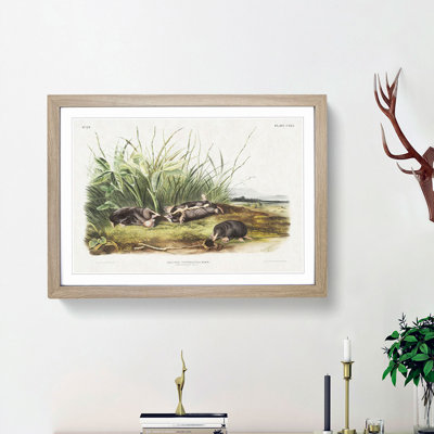 Shrew Mole by J.W. Audubon - Picture Frame Painting Print