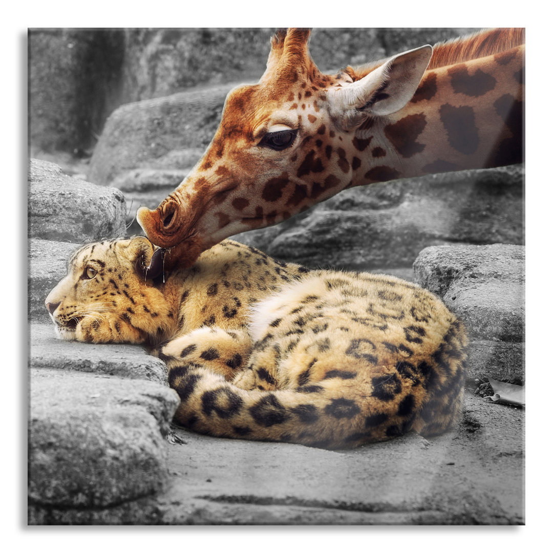 Glasbild Leopard und Giraffe