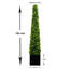 125cm Plant