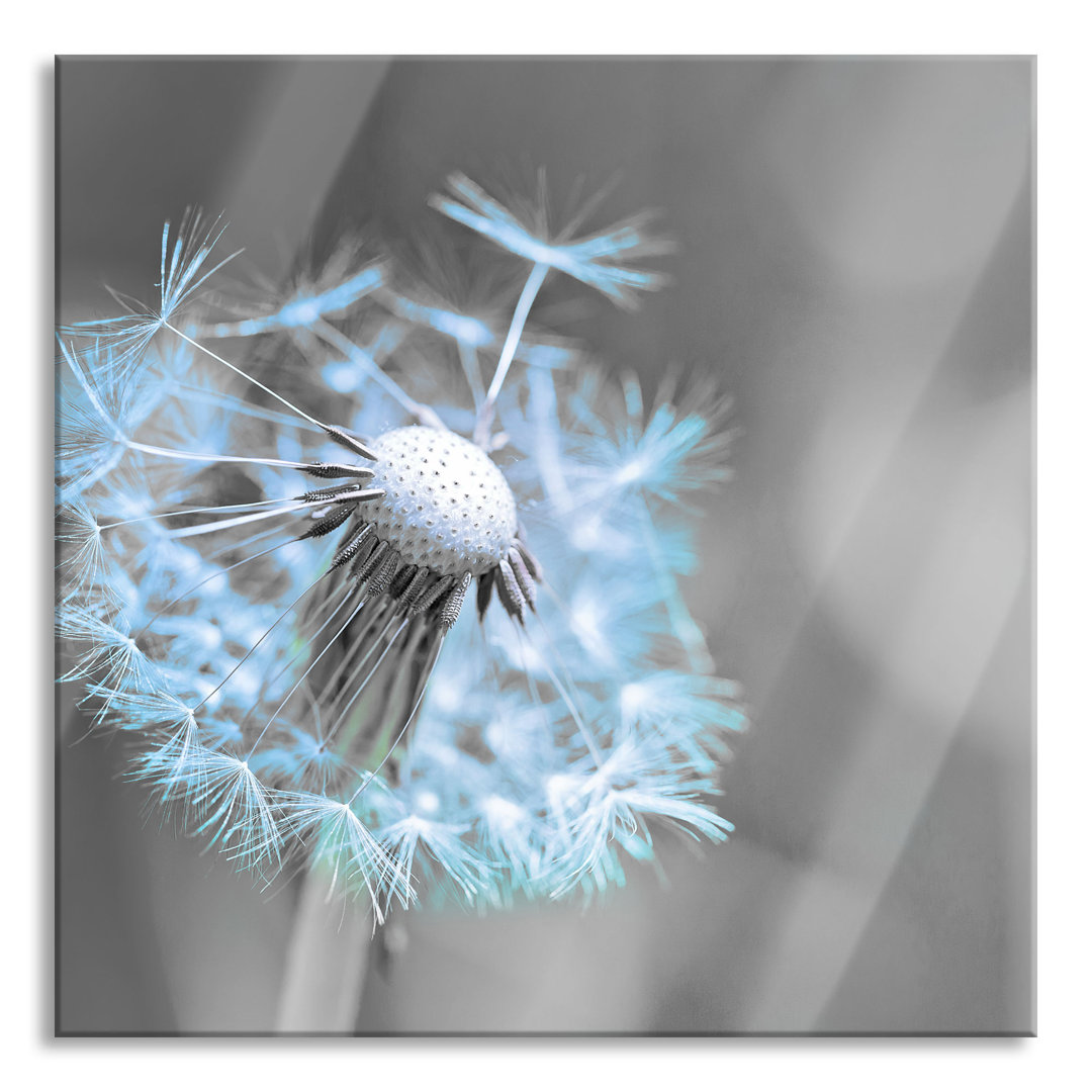 Glasbild Schöne weiße Pusteblume