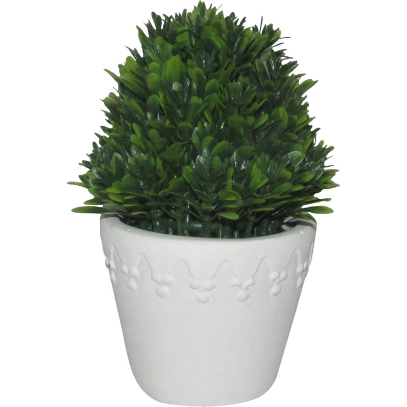 Topiaire buis en pot