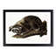Raccoon by J.W. Audubon - Picture Frame Painting Print-55765318-55765319