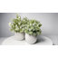 Digby Artificial Plant in White Pot Set