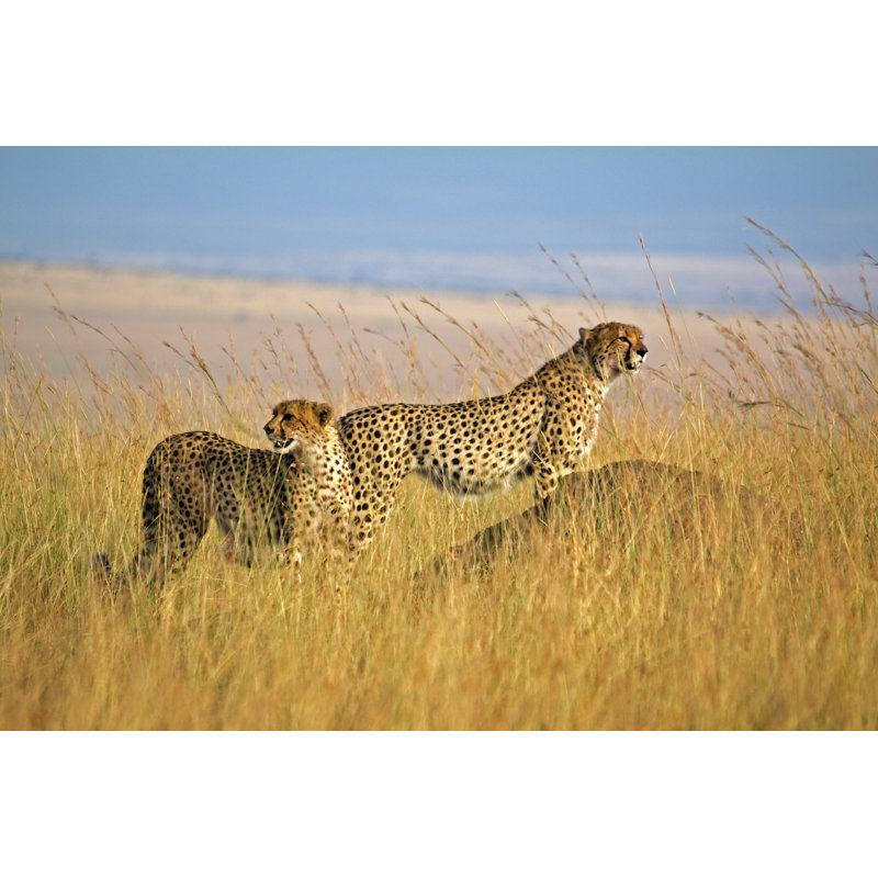 Two Cheetah in High Grass by Wldavies, 32" H x 48" W