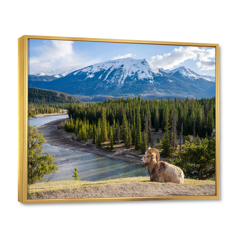 Faune sauvage, paysage de l'Alaska II, H 34 po x l 44 po x P 1,5 po, Cadre flottant doré