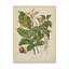 « botanique vi », reproduction d’impression sur toile tendue-33521035