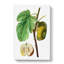Fig Fruit by Pierre-Joseph Redoute - Wrapped Canvas-55370318