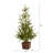 Easy Set-Up Christmas Tree-1239561442