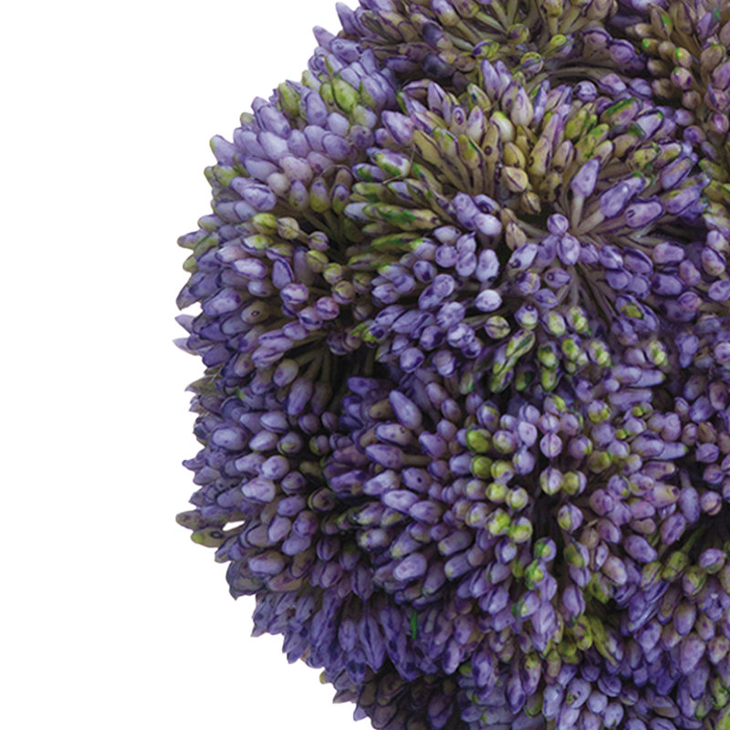 Boules de Sedum décoratives, Mauve