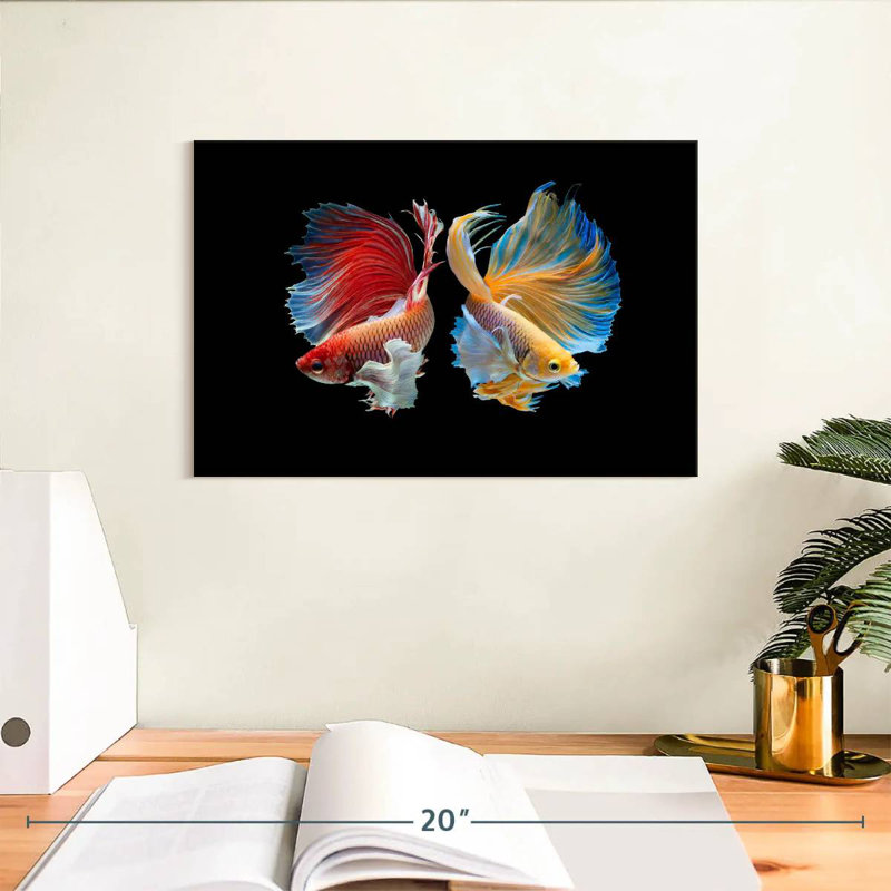 Betta Fish In Sync, H 8 po x l 12 po