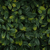 2'' Faux Boxwood Hedge