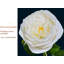 Arrangement de roses-1861914800