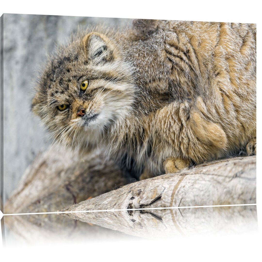 Leinwandbild Kleine Manul auf Stein