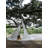 Beachmont Classic Cacoon Songo Hanging Tree Hammock-242457014