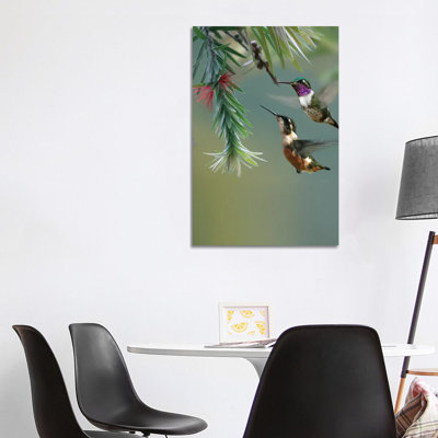 White-Bellied Woodstar Hummingbird Male and Female Feeding on Flower, Costa Rica 1 Piece Wrapped Canvas Wall Art