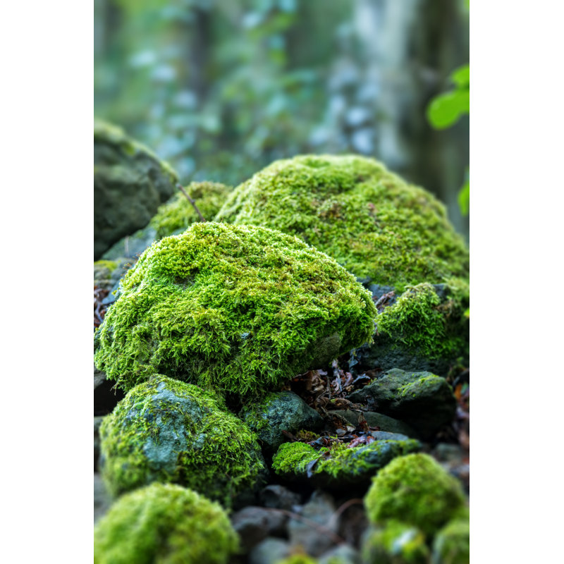 Covered Rocks With Moss by Digoarpi - Wrapped Canvas Print, 46cm H x 30cm W x 3.8cm D