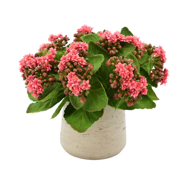 Kalanchoe Arrangement in Fiberstone Pot, Pink