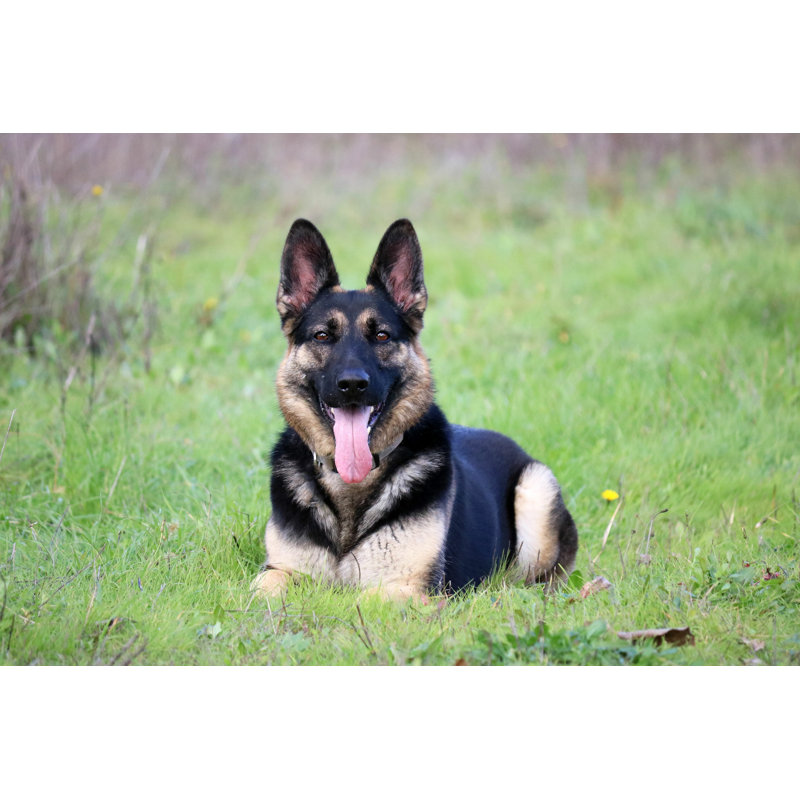 «German Shepherd» par Hollyaa - Photographie sur toile tendue, H 32 po x l 48 po