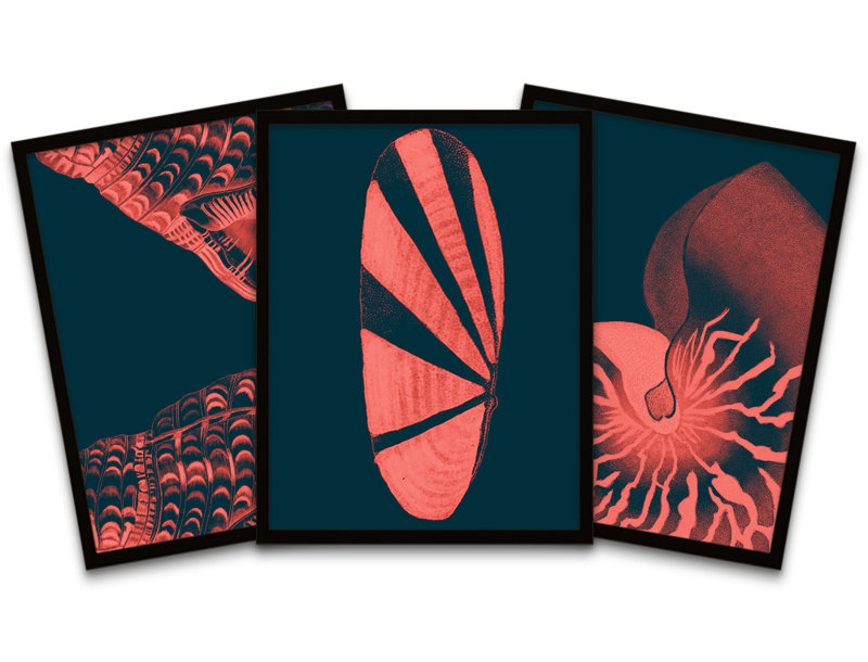 Pink Seashells - 3 Piece Print Set