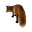 Figurine de renard roux réaliste de 19,69 po de long, statue de faune de 9,25 po de haut en résine, sculpture de jardin d'extérieur pour décoration naturelle et thématique