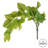 Pothos Arrangement