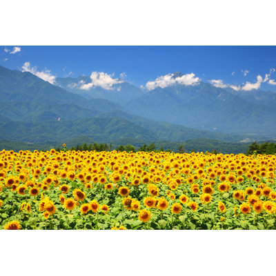«Sunflower Field and Mountain» par Noririn - Photographie sur toile tendue