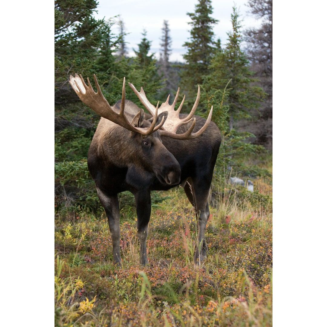 Bull Moose von Maraguma - Kunstdrucke auf Leinwand