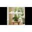 Organic Modern Orchid Arrangement
