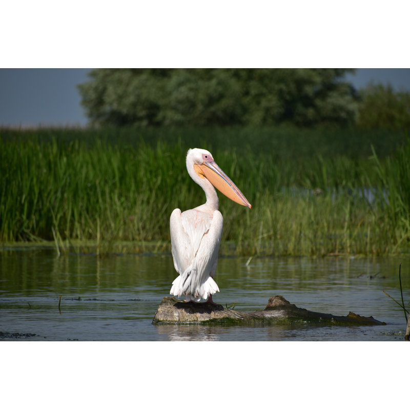 «Pelican ,ania» par Florin Ene - photographie sur toile tendue, L 12 po x H 8 po