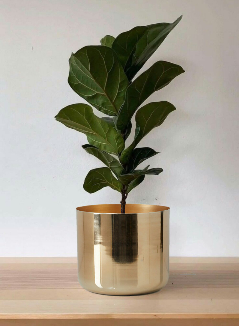 Serene Spaces Living Cachepot & Reviews | Wayfair