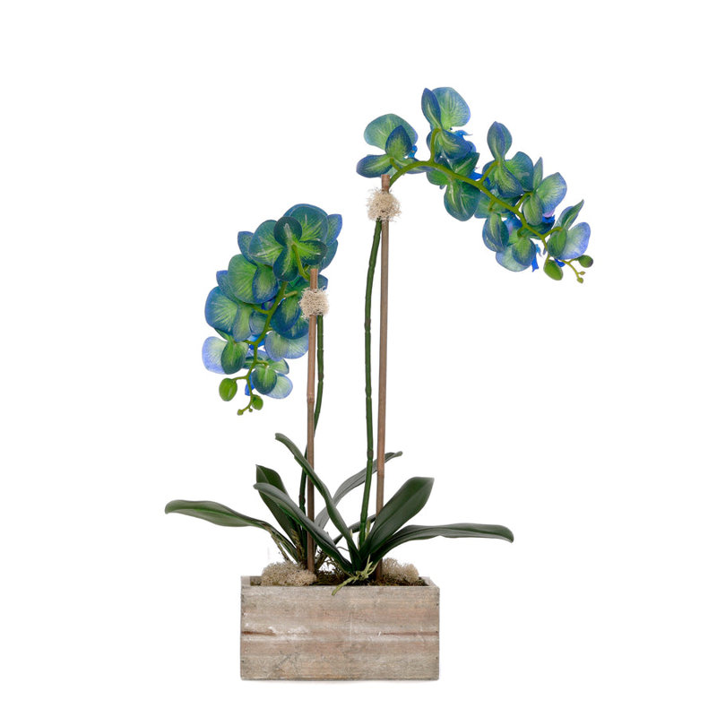 Arrangement en pot