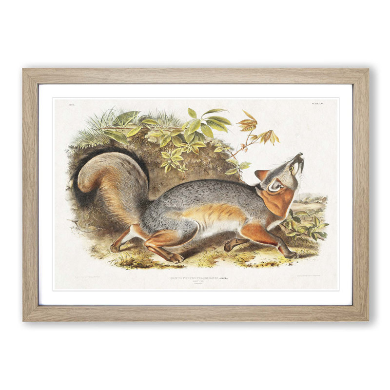 Grey Fox by J.W. Audubon - Picture Frame Painting Print, 36cm H x 48cm W x 2cm D, Oak Framed