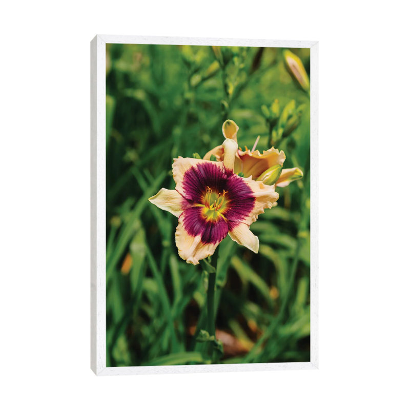 Daylily Garden V by Bethany Young - Print on Canvas, 66.04cm H x 45.72cm W x 3.81cm D, White Framed