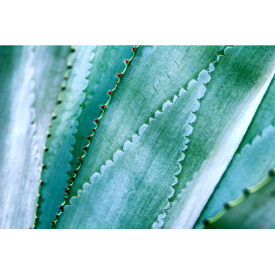 Agave Leaves by DanielAzocar - Print