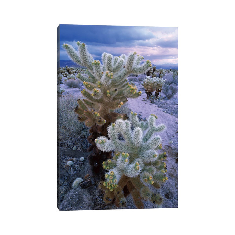 Teddy Bear Cholla Under Stormy Skies, Joshua Tree National Park by Tim Fitzharris - Wrapped Canvas Print