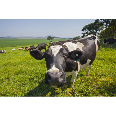 Close Up Of Cow Snout In A Pasture by Josemoraes - No Frame Art Prints on Canvas