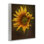 Art de giclée tournesol de pétales de curling par Kelley Parker