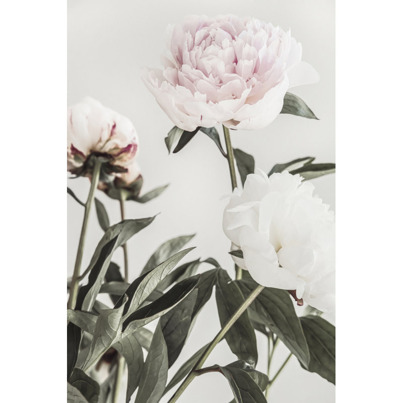 Pivoine 04 sur toile, H 72 po x l 72 po x P 1,5 po