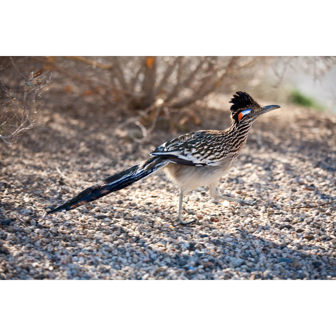 Road Runner von Jzabloski - Druck auf Leinwand ohne Rahmen