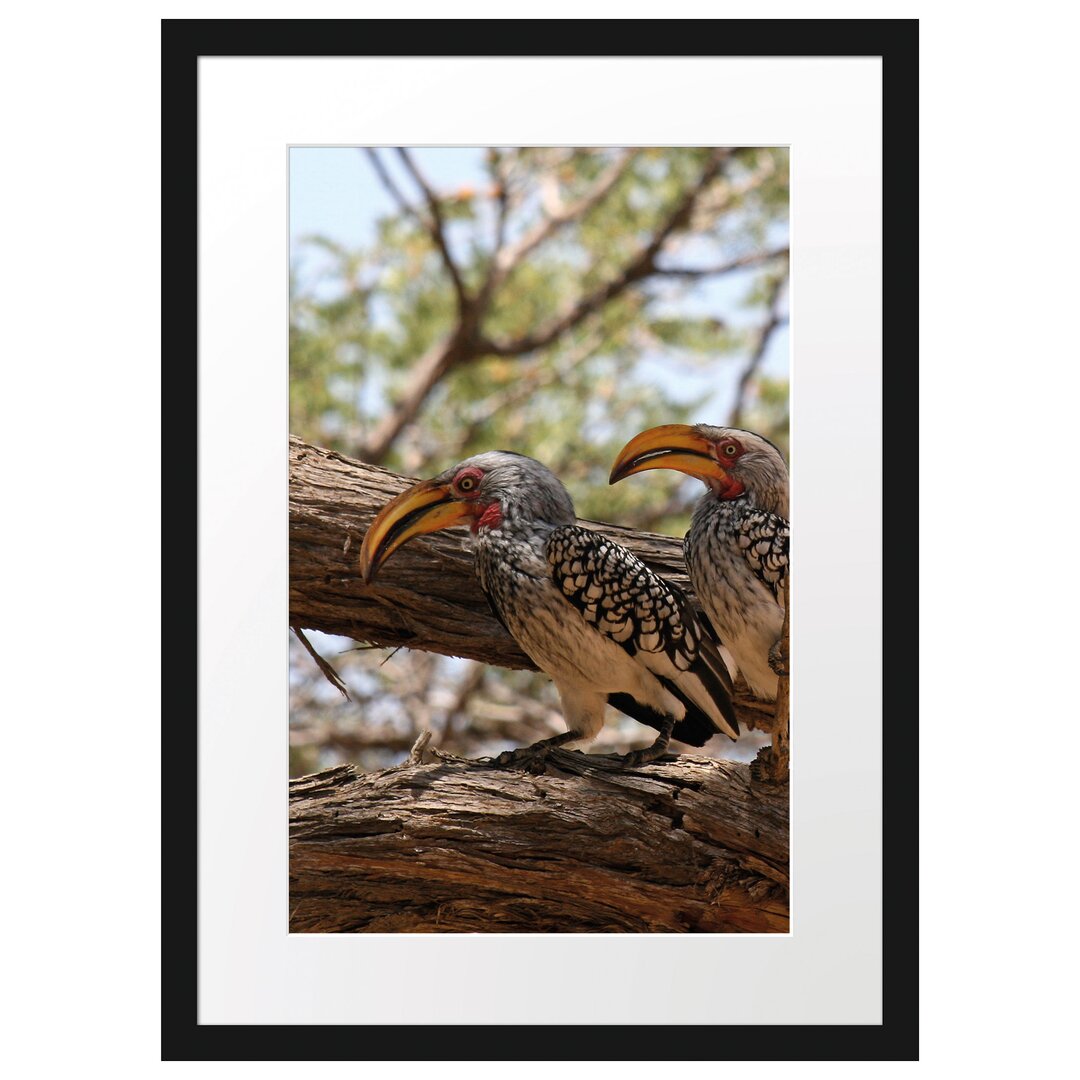 Gerahmtes Poster Zwei exotische Vögel auf Baum