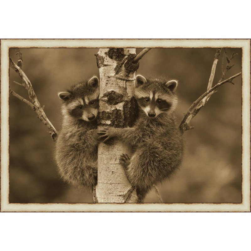 " Raccoon Two Babies "