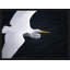 Gliding Egret' Framed Photographic Print on Glass