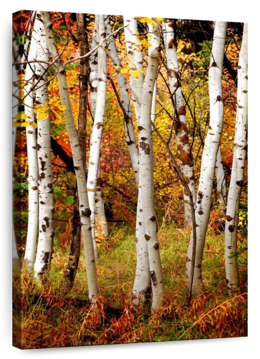 Millwood Pines Alvord Slender Birch Trunks | Wayfair