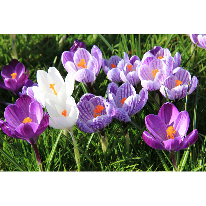 " Crocuses On A Field ", 8" H x 12" W