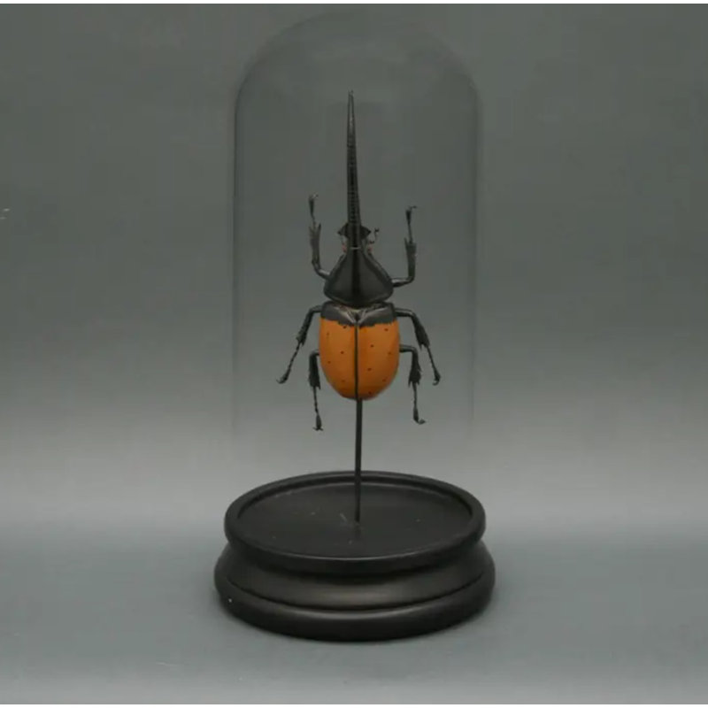 Viscardi Hercules Beetle Glass Cloche