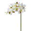Vaporisateur d'orchidée Just Cut Vanda 27 po-857205590