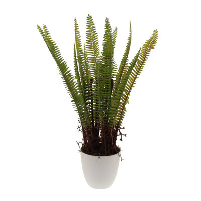 60cm Fern Plant in Pot