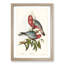 Rose-Breasted Cockatoos by Elizabeth Gould - Picture Frame Graphic Art Print-55610708-55610707