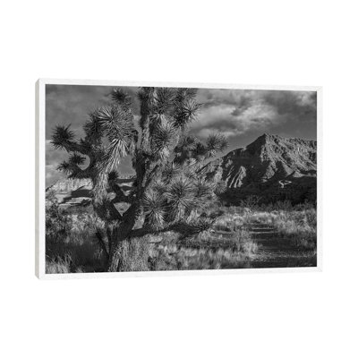 Joshua Tree And The Virgin Mountains, Arizona by Tim Fitzharris - Gallery-Wrapped Canvas Giclée on Canvas