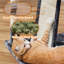 Zutphen 69'' H Cat Tree-1240930171